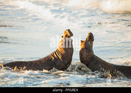 männliche Seeelefanten kämpfen um Territorium und weiblicher Harem, Piedras Blancas See-Elefanten Kolonie, in der Nähe von San Simeon, California Stockfoto