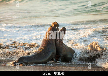 männliche Seeelefanten kämpfen um Territorium und weiblicher Harem, Piedras Blancas See-Elefanten Kolonie, in der Nähe von San Simeon, California Stockfoto