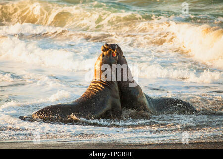 männliche Seeelefanten kämpfen um Territorium und weiblicher Harem, Piedras Blancas See-Elefanten Kolonie, in der Nähe von San Simeon, California Stockfoto