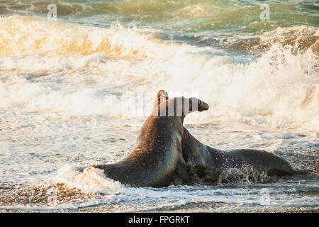 männliche Seeelefanten kämpfen um Territorium und weiblicher Harem, Piedras Blancas See-Elefanten Kolonie, in der Nähe von San Simeon, California Stockfoto