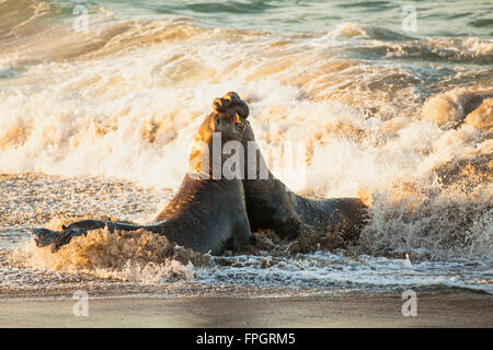 männliche Seeelefanten kämpfen um Territorium und weiblicher Harem, Piedras Blancas See-Elefanten Kolonie, in der Nähe von San Simeon, California Stockfoto