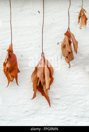 Bild von trockenen Herbst und welke Laub gegen eine weiße Wand hängen Stockfoto