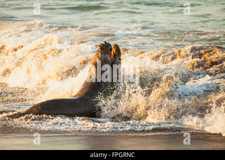 männliche Seeelefanten kämpfen um Territorium und weiblicher Harem, Piedras Blancas See-Elefanten Kolonie, in der Nähe von San Simeon, California Stockfoto