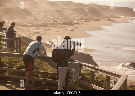 Touristen sehen die See-Elefanten am Piedras Blancas See-Elefanten Kolonie, in der Nähe von San Simeon, California Stockfoto