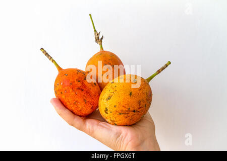 Eine Reihe von Maracuja in der Hand einer jungen Frau, isoliert auf weiss gehalten. Stockfoto