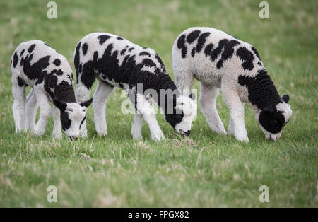 Drei schwarze und weiße Lämmer in einem Feld, Rasen, mit kleinen Hörnern Essen Stockfoto