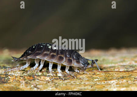 Sowbug Assel (Oniscus Asellus / Oniscus Affinis) auf morschem Holz Stockfoto