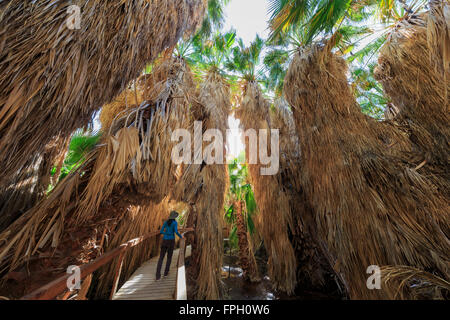 Holzbrücke und Palmen am Coachella Valley zu bewahren Stockfoto