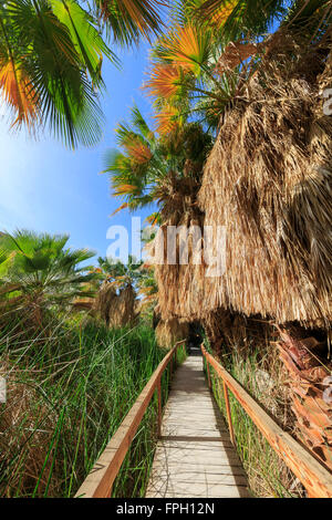 Holzbrücke und Palmen am Coachella Valley zu bewahren Stockfoto