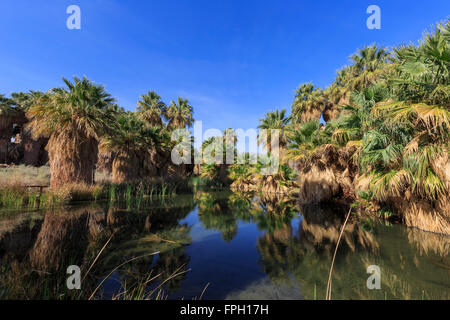 Die Palmen mit Reflexion bei McCallum Teich, Coachella Valley zu bewahren Stockfoto