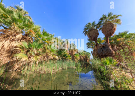 Die Palmen mit Reflexion bei McCallum Teich, Coachella Valley zu bewahren Stockfoto