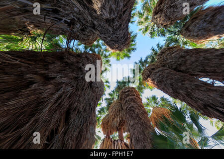 Hohe Palmen Strukturansicht von unten am Coachella Valley zu bewahren Stockfoto