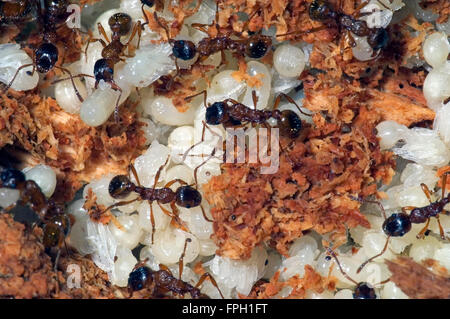 Europäische Feuer-Ameisen / gemeinsame rote Ameise (Myrmica Rubra) und weißen Puppen in Kolonie Stockfoto