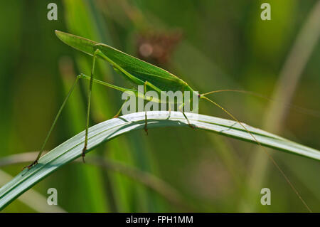 Sichel-Lager Bush-Cricket (Phaneroptera Falcata) männlich auf Stamm in Grünland Stockfoto