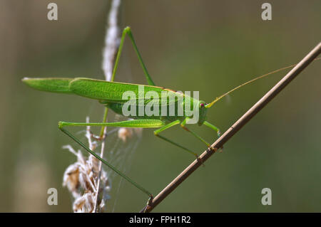 Sichel-Lager Bush-Cricket (Phaneroptera Falcata) männlich auf Stamm in Grünland Stockfoto