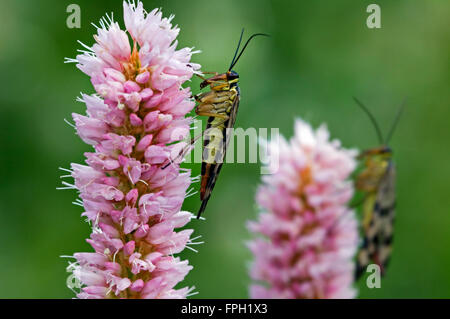 Gemeinsame Scorpionfly (Panorpa Communis) weiblich auf Wiese cm (Polygonum Bistorta) Stockfoto