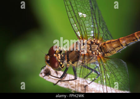 Vagrant Darter (Sympetrum Vulgatum) weibliche Nahaufnahme portrait Stockfoto