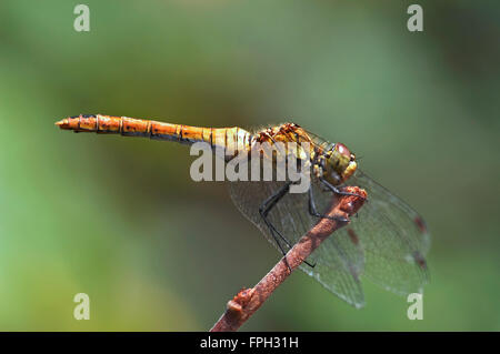 Vagrant Darter (Sympetrum Vulgatum) weiblich auf Zweig Stockfoto