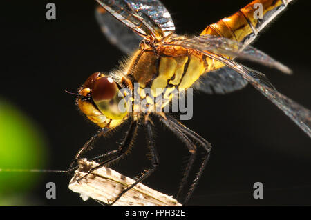 Vagrant Darter (Sympetrum Vulgatum) weibliche Nahaufnahme portrait Stockfoto