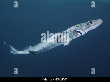 Brier Shark (Deania Calcea) Stockfoto