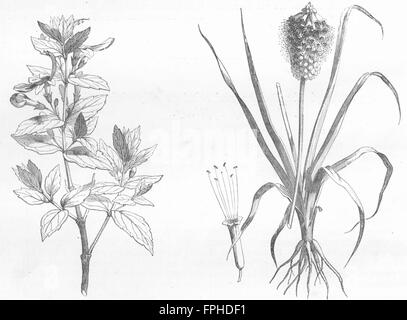 Äthiopien: Blumen: Teucrium; Obitus Abyssinicus, antiken print 1880 Stockfoto