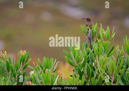 Ein Cape Valleys (Promerops Cafer) in den Harold Porter National Botanical Garden, Bettys Bay, Western Cape in Südafrika. Stockfoto