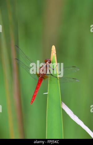 Eine schöne rote Libelle thront auf einem hohen Sumpfpflanze in Queensland, Australien. Stockfoto