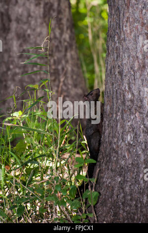 Vadnais Heights, Minnesota. Schwarzen Eichhörnchen Sciurus Carolinensis. Stockfoto