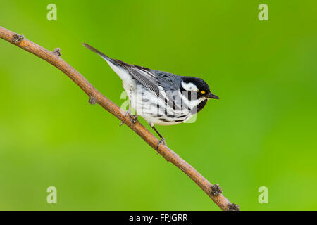 Black-throated Gray Warbler Dendroica hier Tucson, Pima County, Arizona, USA 4 März Erwachsene männliche Parulidae Stockfoto