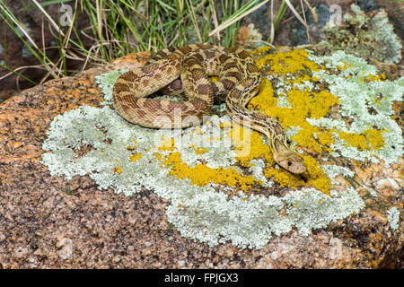 Gopher Snake Pituophis Catenifer Tucson, Pima County, Arizona, USA 11 September unreifen Colubridae Stockfoto