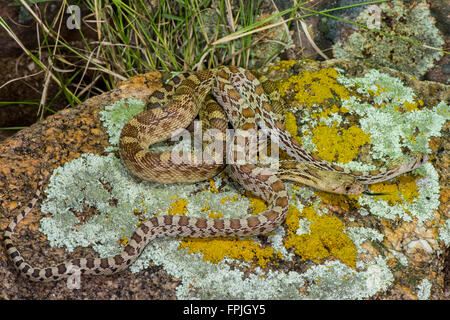 Gopher Snake Pituophis Catenifer Tucson, Pima County, Arizona, USA 11 September Jungvögel von derselben Mutter. Stockfoto