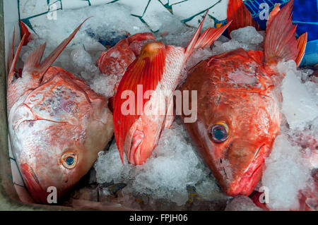 Bunten Red Snapper Fische Köpfe auf Eis; Red Snapper zum Verkauf an einen frischen Fischmarkt oder Pescadería in Sayulita, Mexiko. Stockfoto