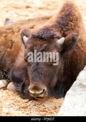 Bison-Cub liegt auf sandigem Boden Stockfoto