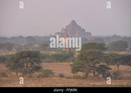 Dhammayangyi Tempel erhebt sich über die Prärie, Bagan, Myanmar Stockfoto