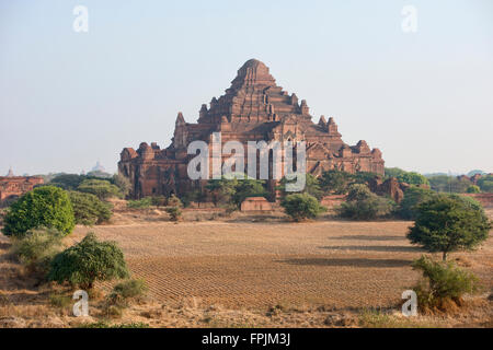 Dhammayangyi Tempel erhebt sich über die Prärie, Bagan, Myanmar Stockfoto