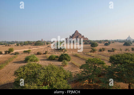 Dhammayangyi Tempel erhebt sich über die Prärie, Bagan, Myanmar Stockfoto