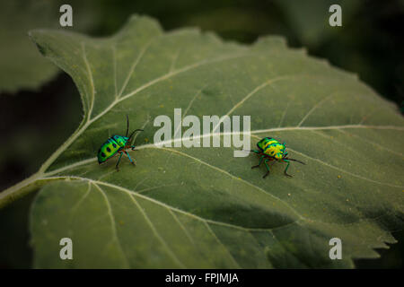 Minze-Blattkäfer, Chrysolina Menthastri, Crysomelidae, Coleoptera. Häufig auf Blatt gefunden Stockfoto