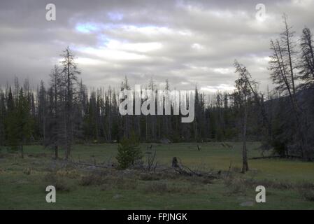 Eine Herde von Elchkühe unter einem bewölkten Morgenhimmel im Kawuneeche Valley, Rocky Mountain National Park. Stockfoto