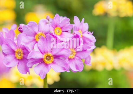 Lila Primula X bullesiana (Primel) blühen im Sommer Stockfoto