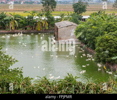 Vilage Ente Bauernhof in der Nähe von Hue, Vietnam.  Die Enten sind Freilandhaltung aber Dstined für Markt für Lebensmittel Stockfoto