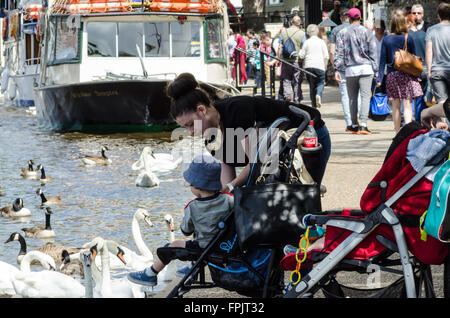 Eine Dame und ihrem kleinen Sohn ernähren sich die Gänse und Schwäne auf der Themse in Windsor. Stockfoto