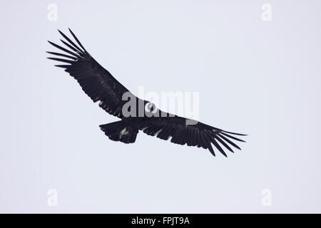 Fliegen Condor, Pico Turista, Nahuel Huapi Nationalpark in der Nähe von Bariloche, Argentinien Stockfoto