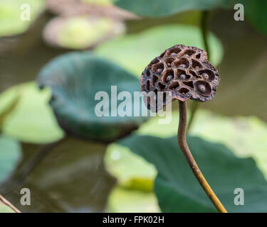 Der Obst-Kopf mit Samen der rosa Lotus Nelumbo Nucifera ist Reinheit, spirituelles Erwachen und Treue zugeordnet Stockfoto