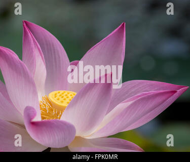 Nah oben von einem rosa Lotus Nelumbo Nucifera, Reinheit, spirituelles Erwachen und Treue im Buddhismus zugeordnet und ist Stockfoto