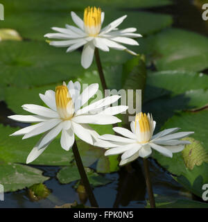 Drei Blüten des weißen ägyptischen Lotus (Nymphaea Lotus), in einem vietnamesischen Teich im Mekong. Stockfoto