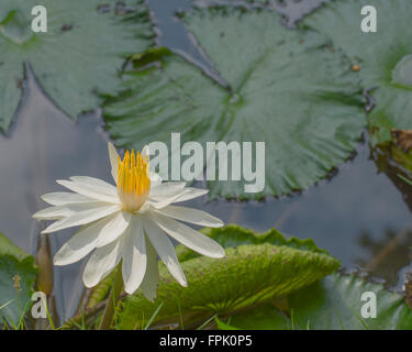 Blume des weißen ägyptischen Lotus (Nymphaea Lotus), in einem vietnamesischen Teich im Mekong. Stockfoto