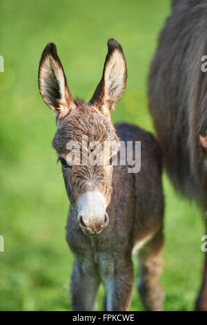 Equus Asinus Asinus, Fohlen, Esel, Wiese, frontal, stehend, Blick in die Kamera Stockfoto