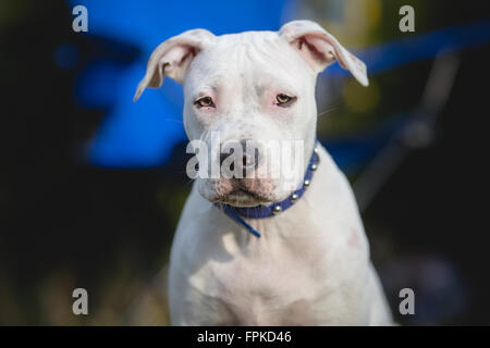 Amerikanischer Staffordshire-Terrier Welpen Portrait weiß Stockfoto