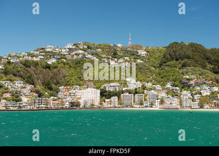 Wellington City Wohngebiet am Mount Victoria - Blick vom Meer, Neuseeland Stockfoto