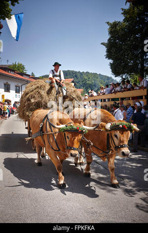 Gezeichnete Ochsenkarren auf traditionellen Trachtenumzug Stockfoto